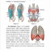 AN-LATOMY4